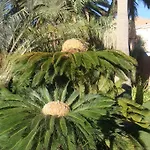 Ξενοδοχείο Al Alba *
